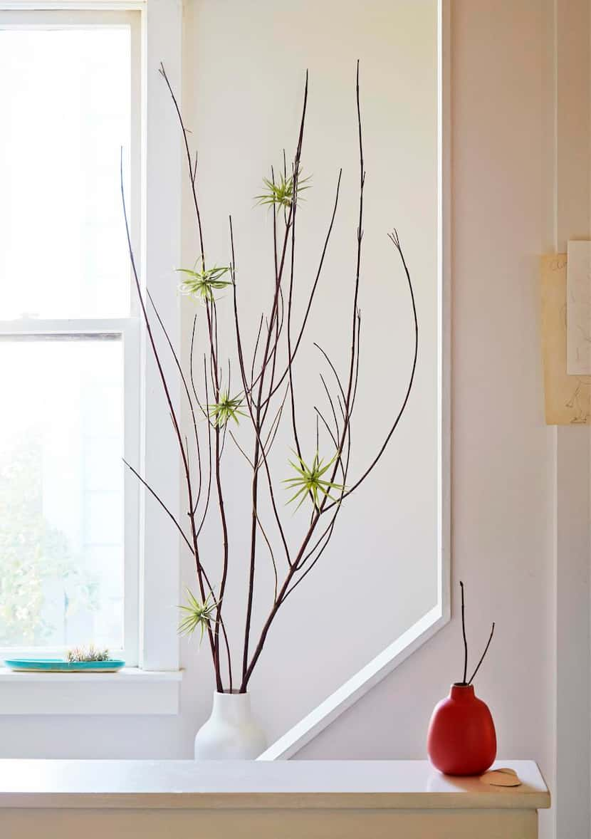 
Air plants don't need soil to grow and don't mind their roots being fastened (or even...