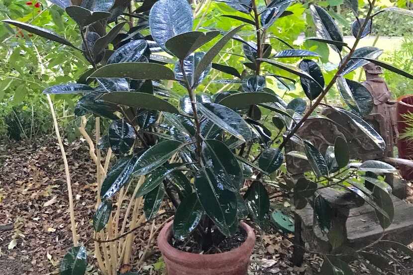 Ficus elastica, the rubber fig, rubber bush, rubber tree, rubber plant or Indian rubber...