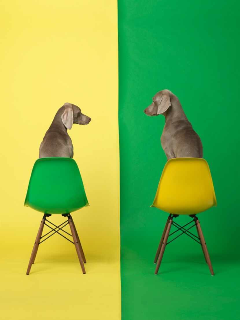 Yellow Two Green   © William Wegman   courtesy of Barry Whistler Gallery