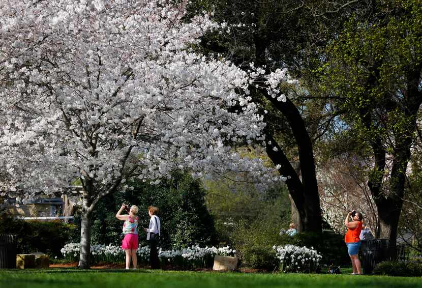 An array of pink and white cherry blossoms are bursting open, announcing their springtime...