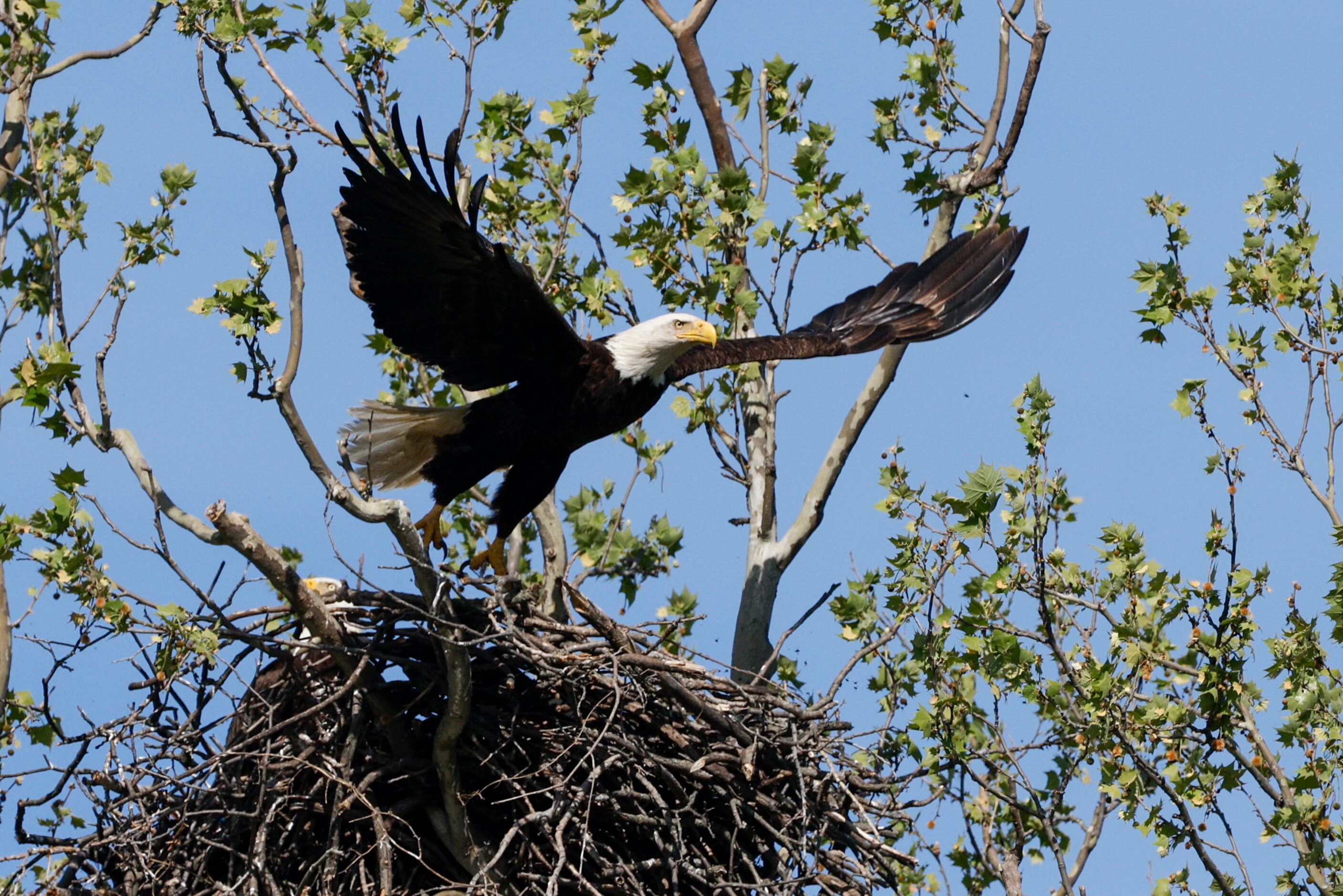 A bald eagle flies from its nest near White Rock Lake, Friday, April 5, 2024, in Dallas.