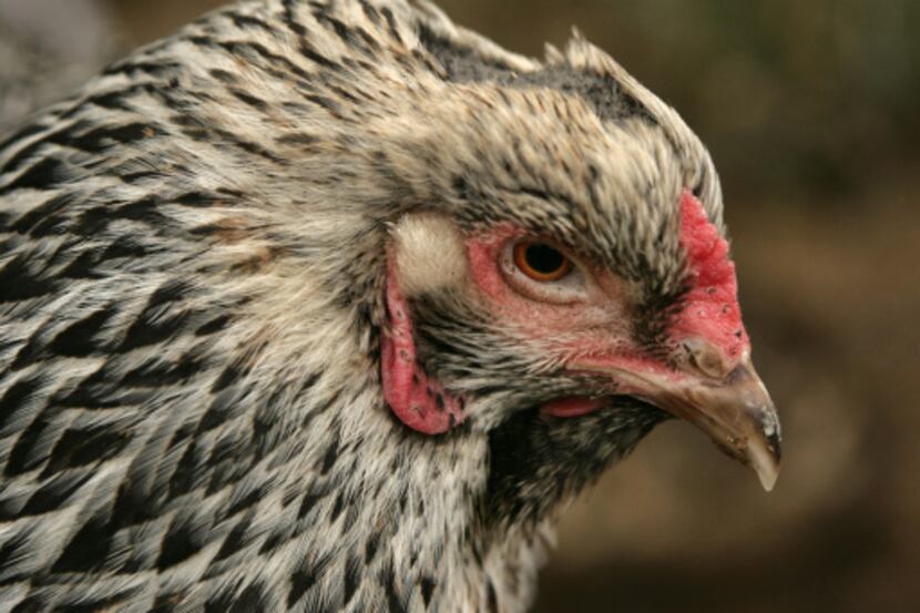 During a particularly cold December several years ago, Violet burned the feathers off her...