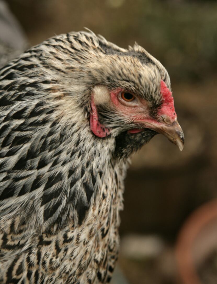 During a particularly cold December several years ago, Violet burned the feathers off her...