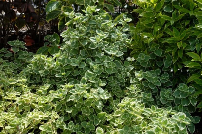 Cuban oregano is a ground cover that's an edible herb.