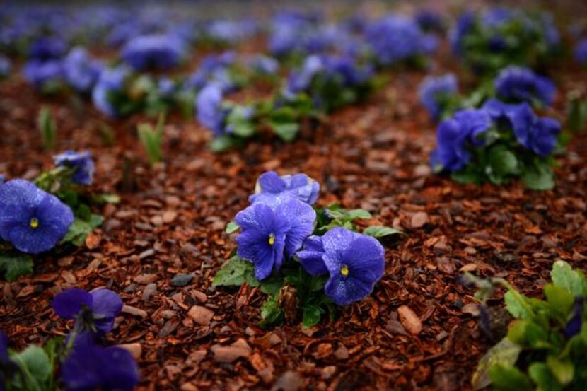 
Grandio true blue pansies bloom at the Dallas Arboretum. 
