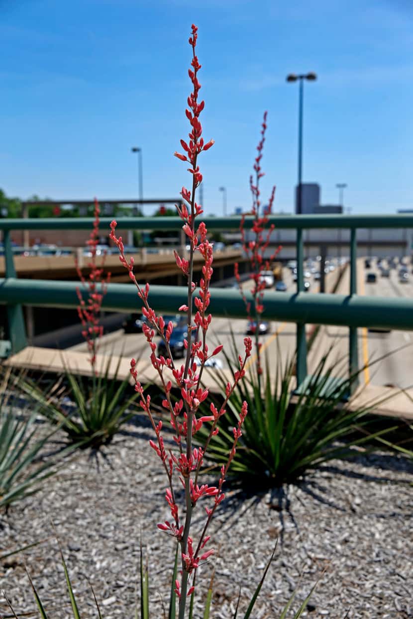 Yucca plants are seen on the Knox/Henderson overpass along Central Expressway in Dallas.