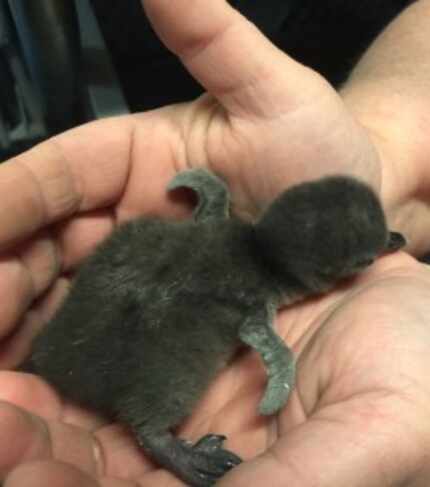  The African black-footed penguin hatched at the Dallas Zoo on April 15. It is the first...