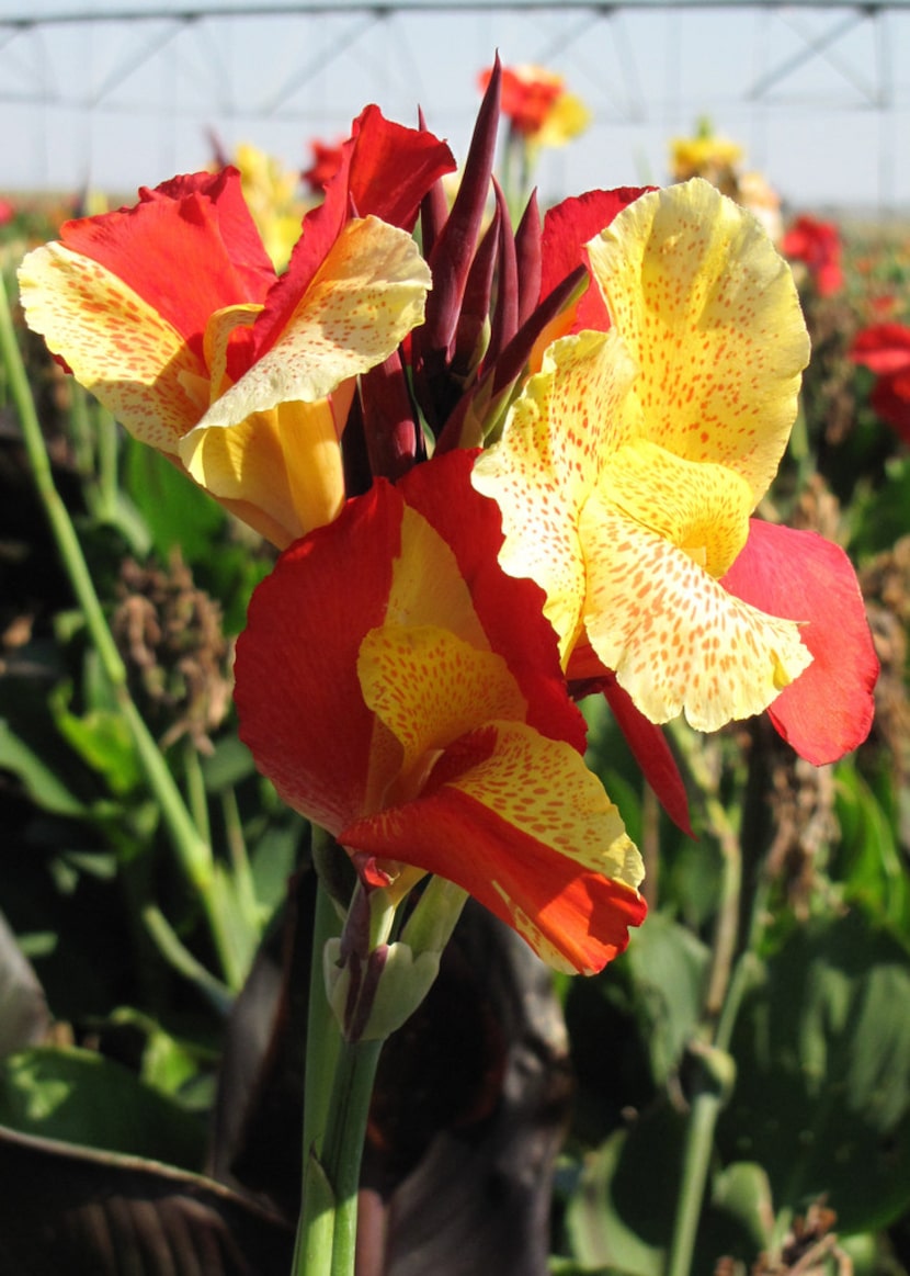 'Cleopatra' canna from Horn Canna Farm 