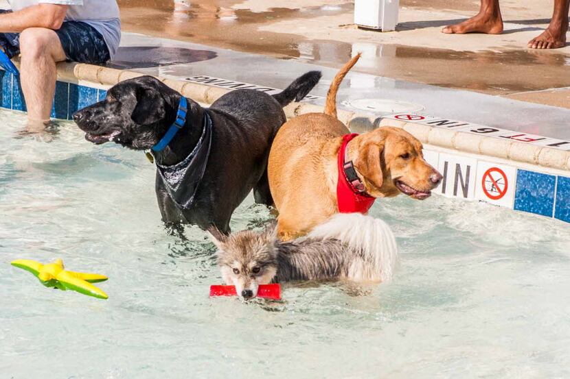 Dog Splash day at Cedar Hill's Crawford Park Pool.