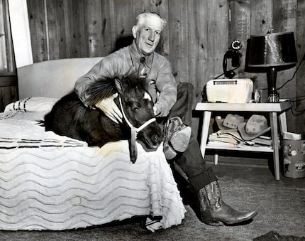 On Oct. 30, 1949, Claude Fussell, manager of the Rendezvous Stables, maked sure Peruna was...