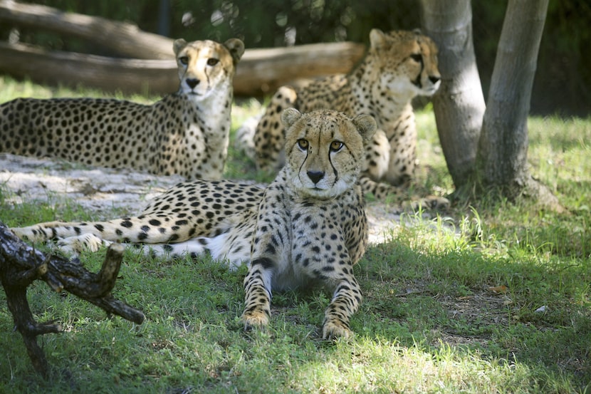 The Dallas Zoo has started a new campaign to #BringTheZooToYou while everyone is stuck at...