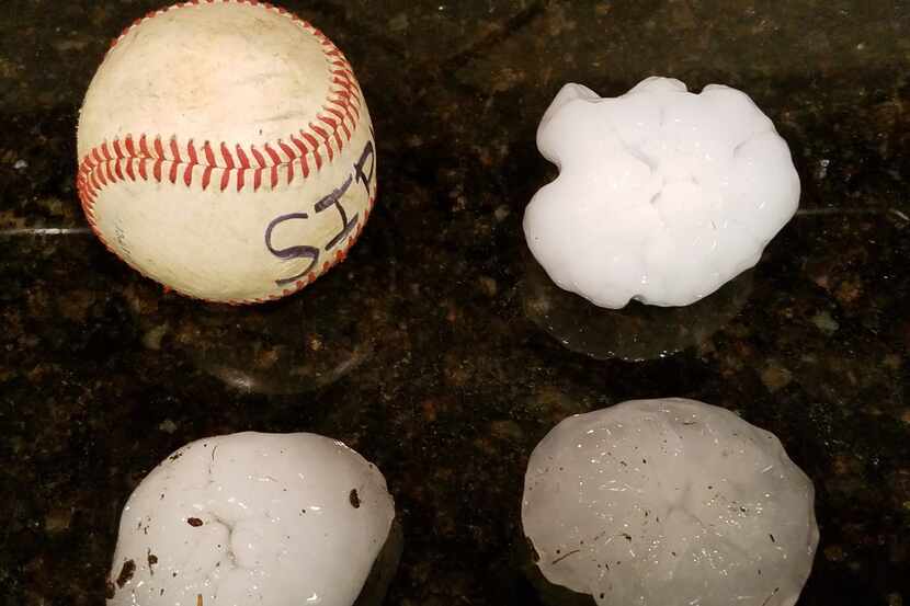 Numerous large size balls of nearly-baseball-sized hail were collected by a Prosper, Texas,...