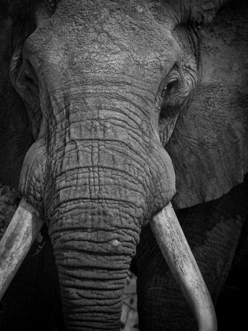 
Male African elephant, photographed in the Tarangeri National Park, Tanzania
