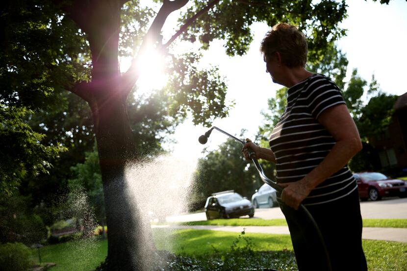 
Peggy Lewis waters her yard on Woodlawn Lane in Plano last week. The city recently put...