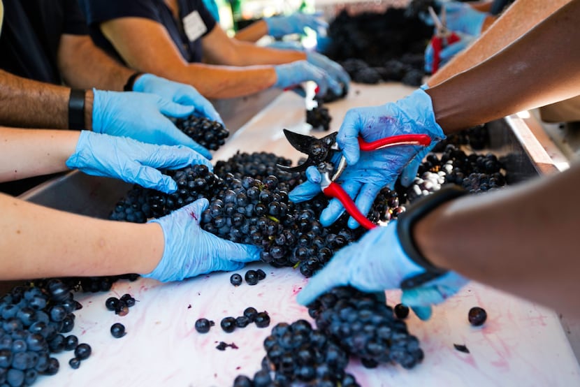 Grapes are double-checked at the sorting table before they head into the de-stemmer at the...