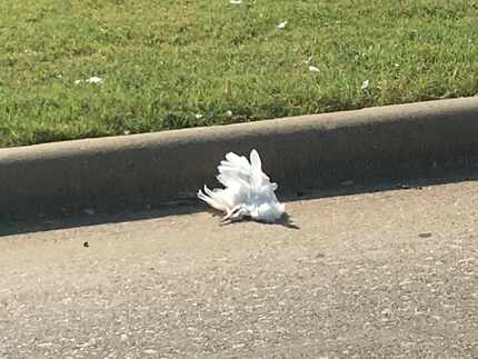 A dead egret lies near a curb on New Clark Road in Cedar Hill. Animal control officers...