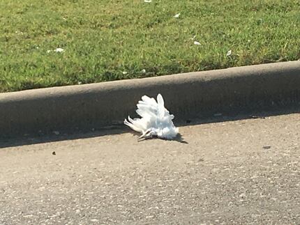 A dead egret lies near a curb on New Clark Road in Cedar Hill. Animal control officers...