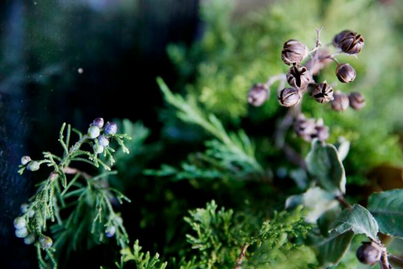 
Blue-gray juniper berries from a native evergreen amd brown seed pod clusters from crape...