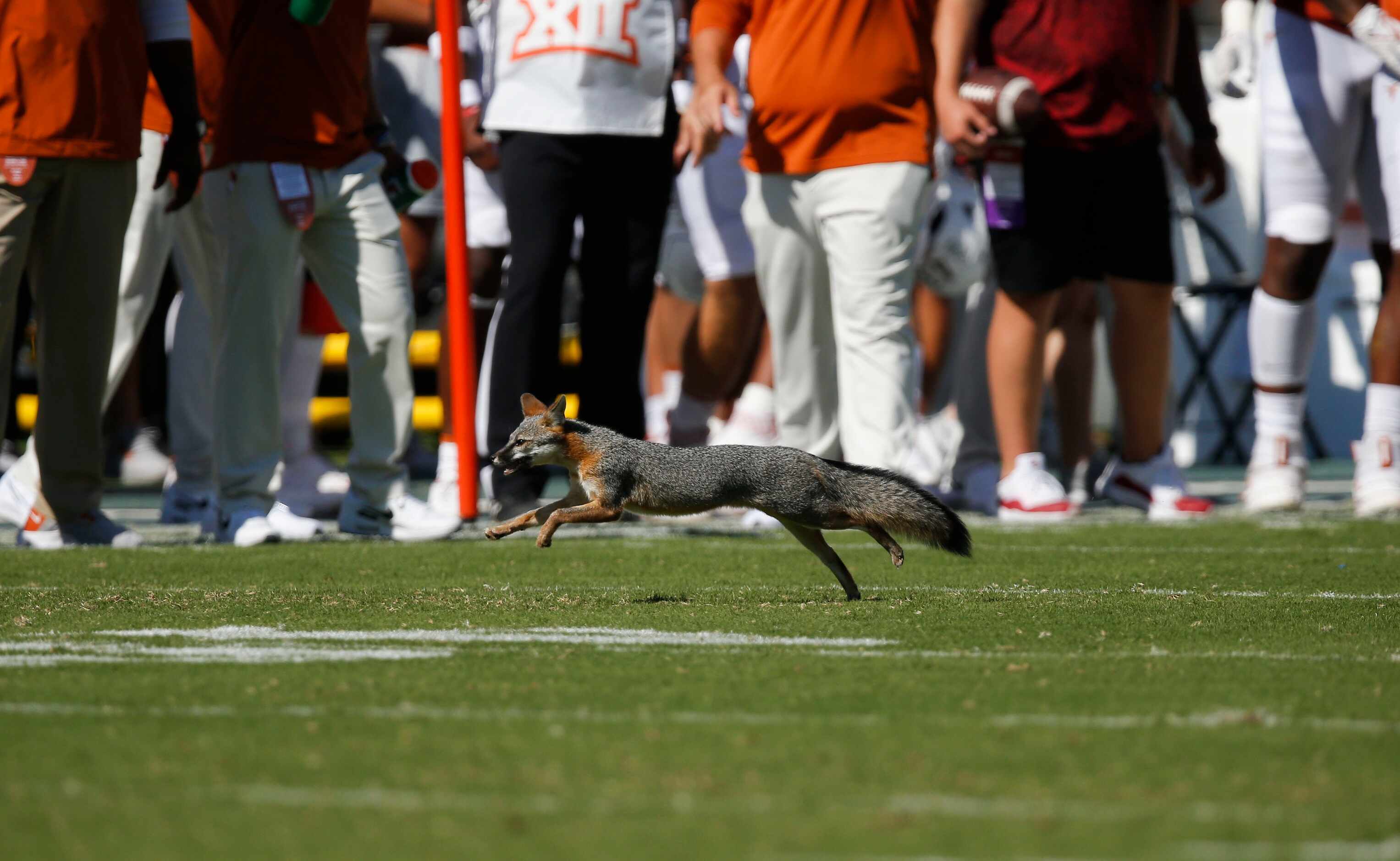 A fox runs across the field, briefly stopping play during the first half of an NCAA college...