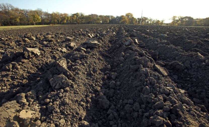 A field is prepped and ready for planting potatoes at the farm at Collin County...