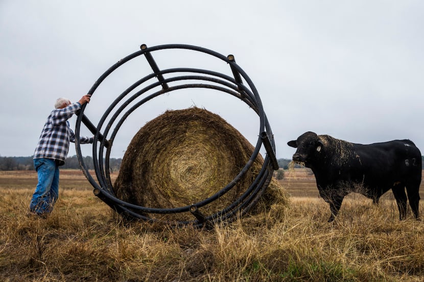 John Stoneham prepares a round bale of hay to feed his cows at his ranch. (Ashley Landis/The...