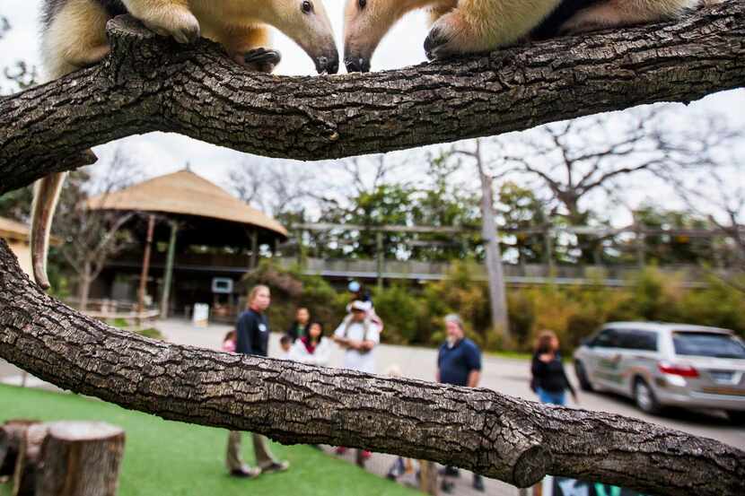 
Tamandua anteaters MJ (left) and Chispa dine on wax worms, honey and fiber at the Dallas...