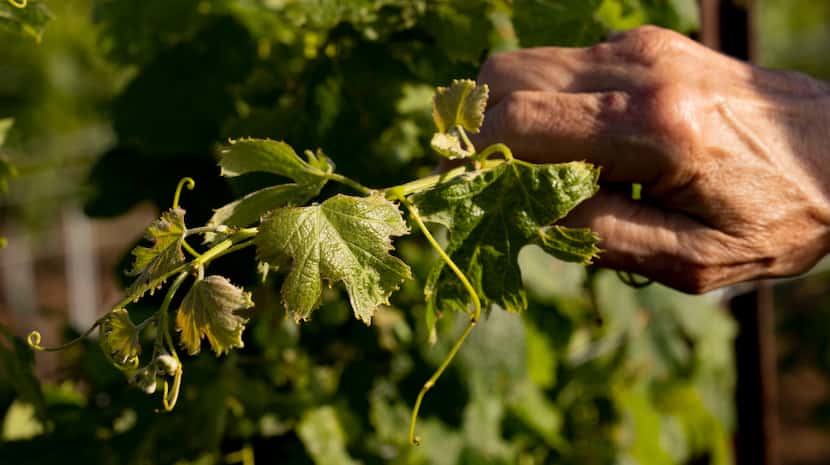 Andis Applewhite of Lockney shows cupped deformed leaves in her vineyard that she says is a...