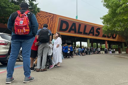 People line up to enter the Dallas Zoo before doors opens at 9 a.m. on eclipse day, April 8,...