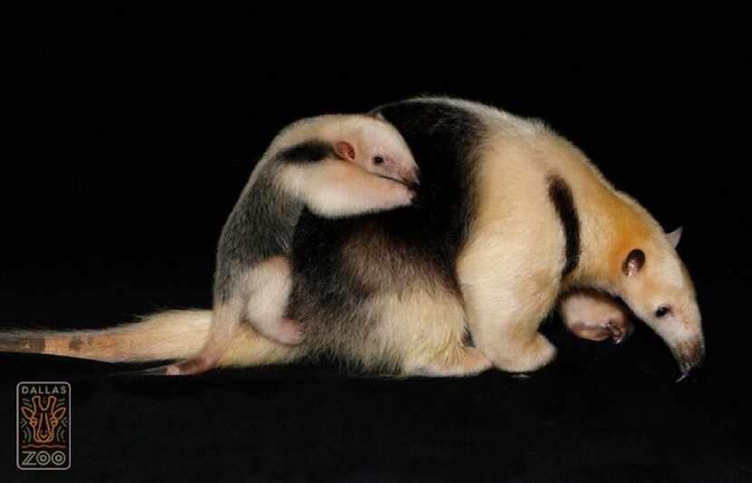 CORAJOSA, OR CORA FOR SHORT, was born to Chispa the lesser anteater Feb. 25 -- the zoo's...