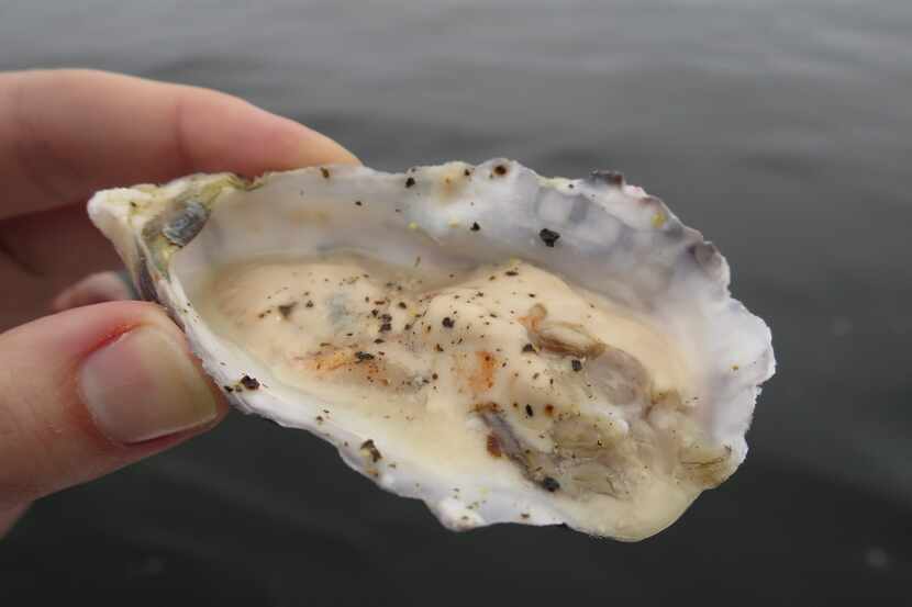 A Namibian oyster. 