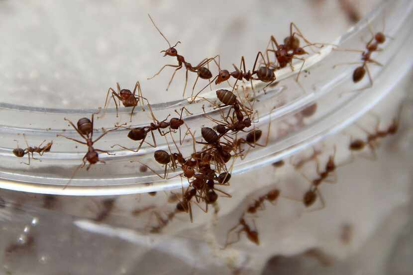 Other than fire ants and Rasberry crazy ants, ants are benign to beneficial outdoors.