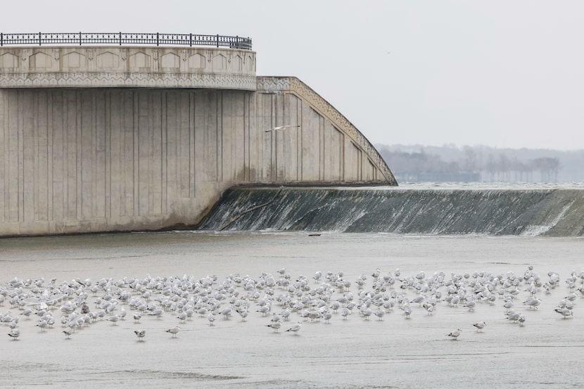 Birds rest over icy water at White Rock Lake in Dallas on Wednesday, Feb. 1, 2023. Dallas...