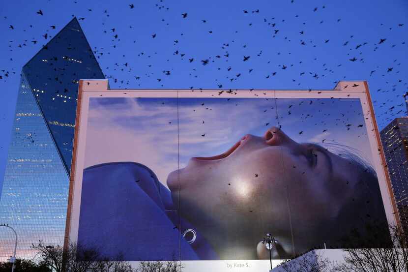 Grackles take flight near a large advertisement photo on the side of a building at Griffin...