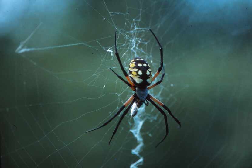 The argiope garden spider is one of the most beautiful and helpful critters in the garden.