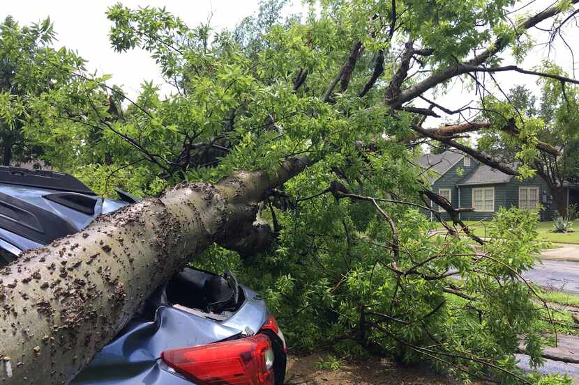 A tree from one property smashed a car in a neighbor's driveway when it fell in a severe...