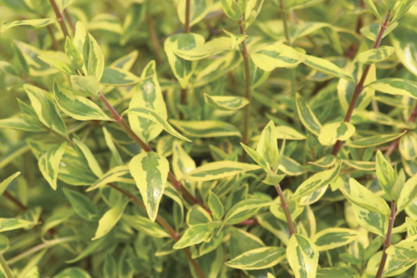 Abelia 'Golden Anniversary'