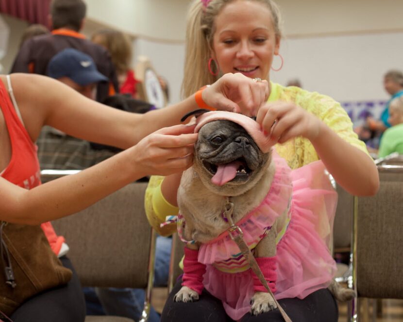 Pug-O-Ween let this pup party, '80s style.