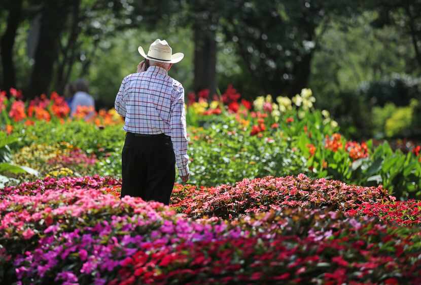 Phil Huey surveys a trial bed during the Plant Trials Field Day at the Dallas Arboretum and...