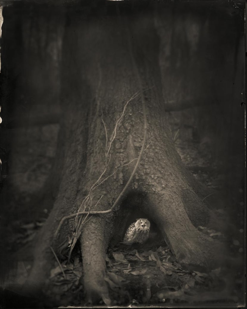 
Keith Carter’s “Tree Roots, 2014” from “Ghostland.”


