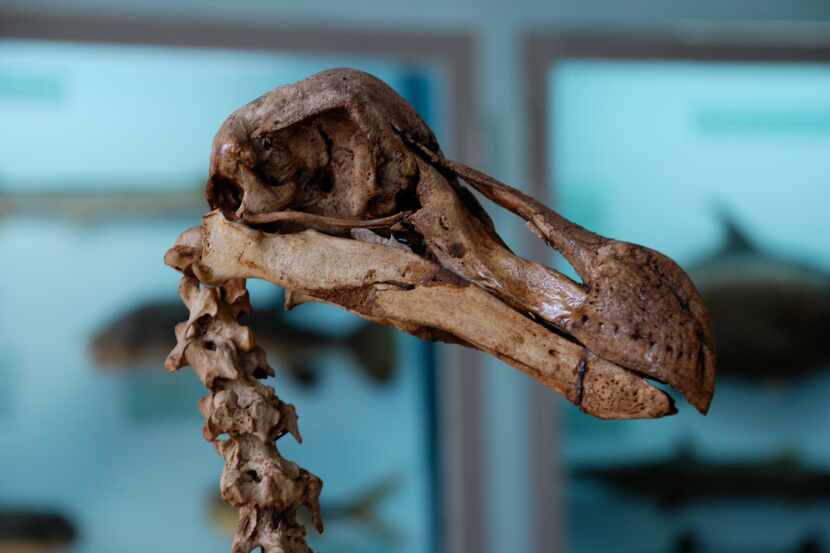 A skeleton of a dodo bird.