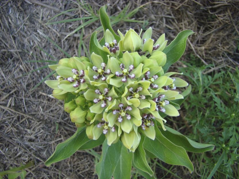 A native Texas milkweed, whose leaves host monarch caterpillars: Asclepias viridis. It will...