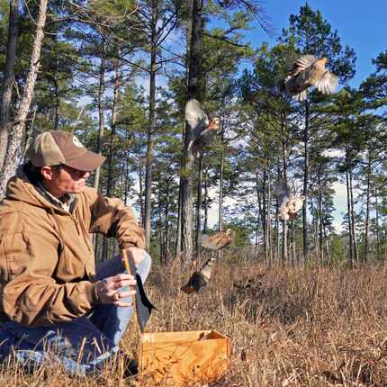 Brad Kubecka, the new Western Game Bird Program Director for Tall Timbers, releases quail as...