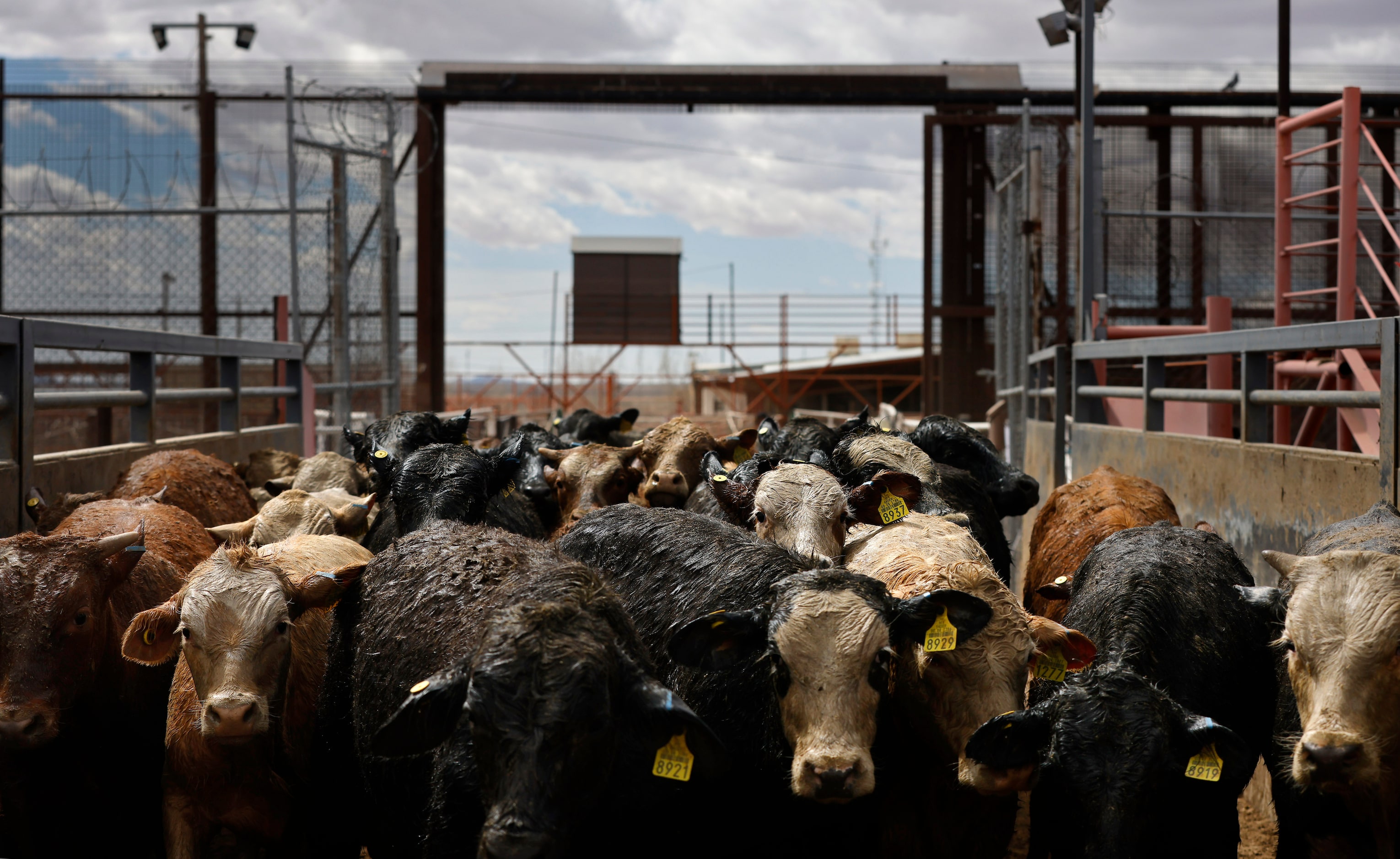 Vaqueros drive Mexican cattle through a large U.S. border gate and onto a weigh scale after...