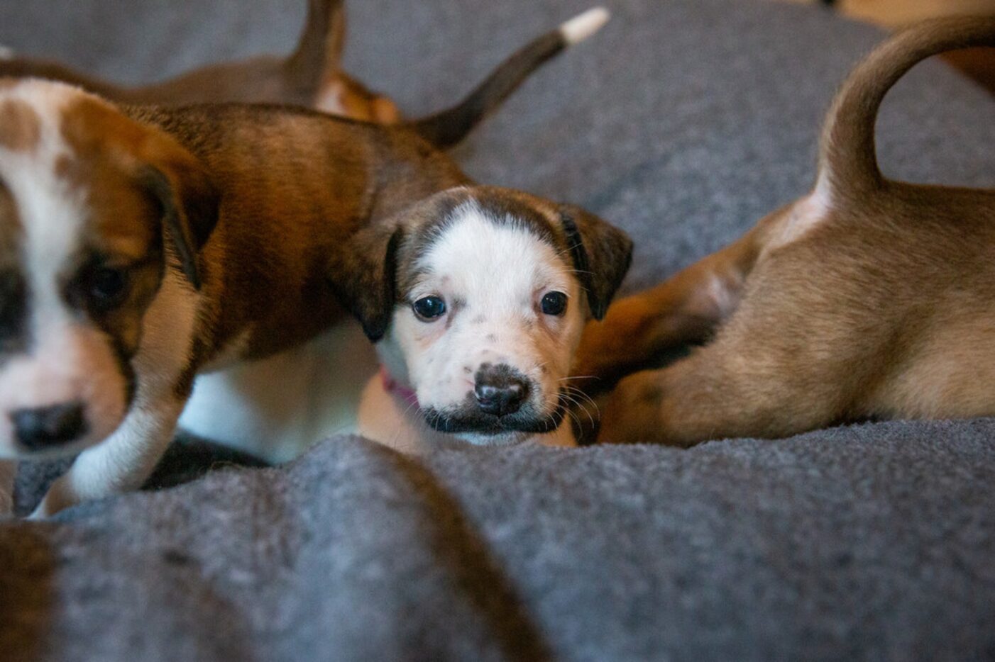 Salvador Dolly, a 5-week-old puppy, is photographed at the Hearts and Bones Rescue in Dallas...