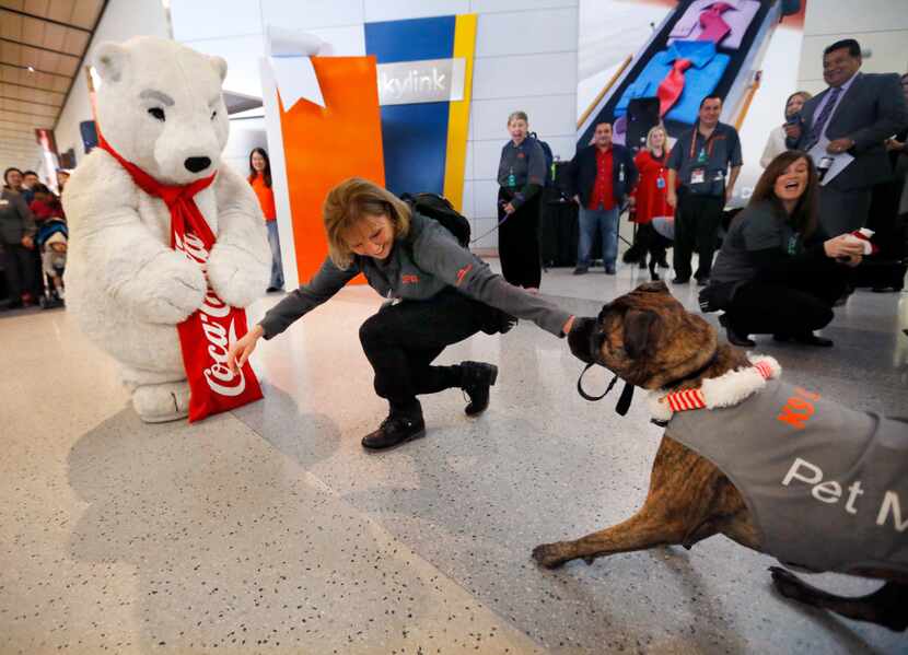 Bryndel, a Bullmastiff dog who is part of the DFW Airport K-9 Crew, backs away from the...