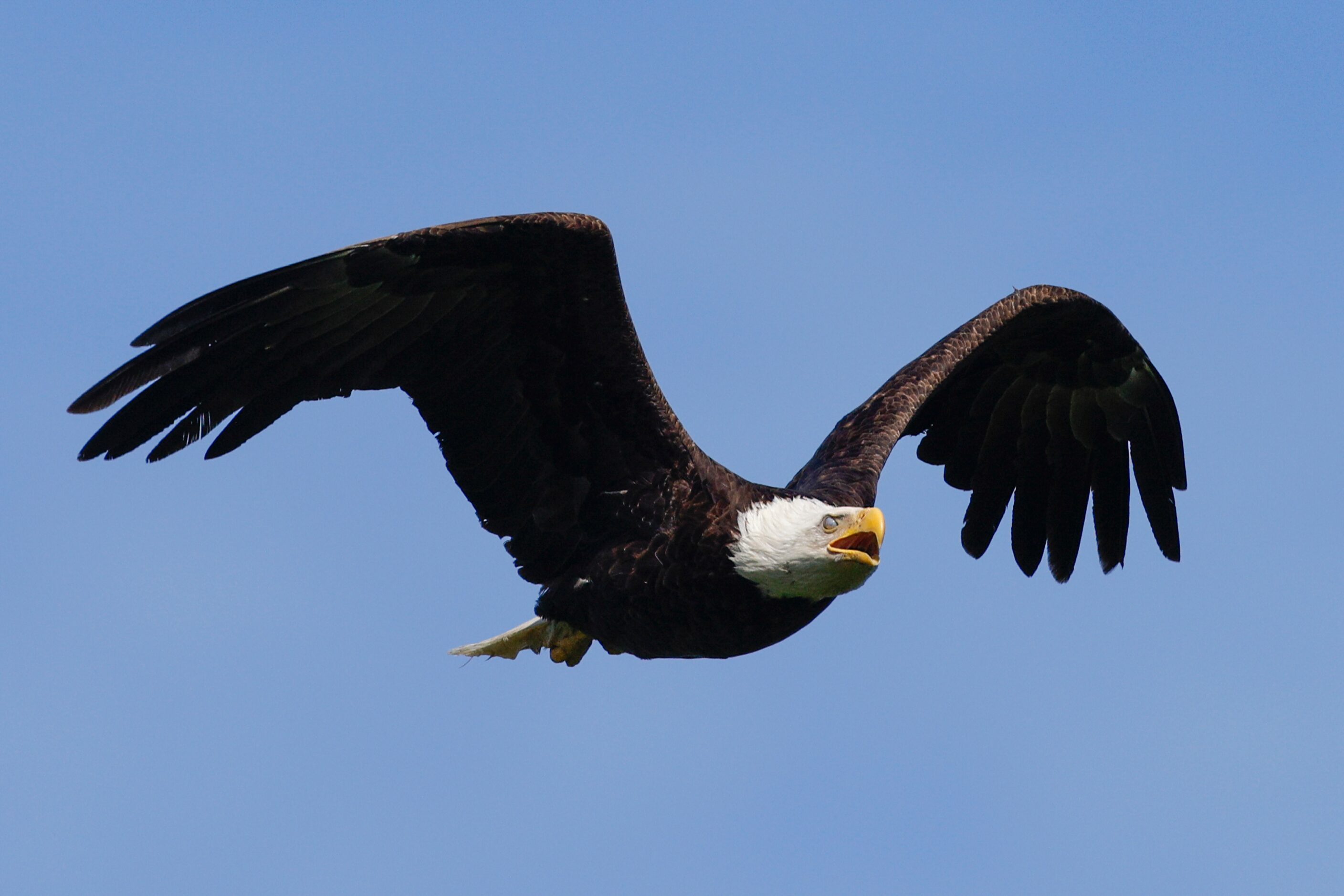 A bald eagle flies near White Rock Lake, Friday, April 5, 2024, in Dallas.