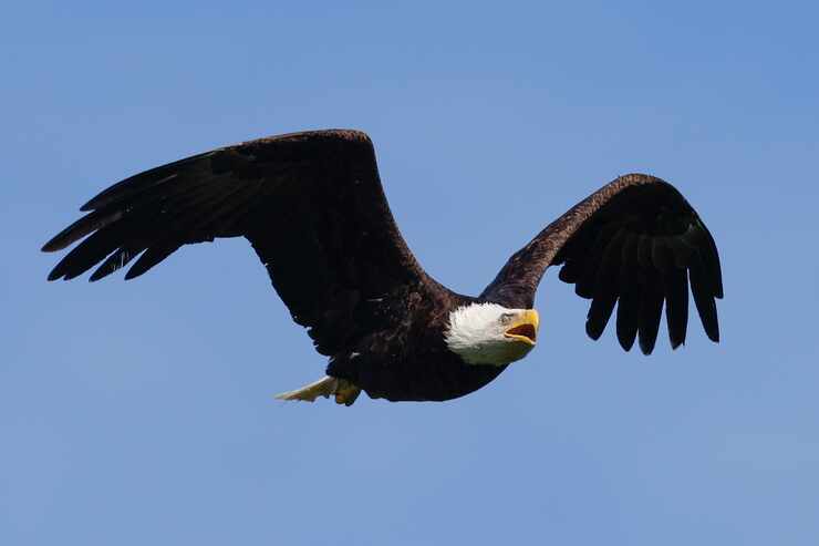 A bald eagle flies near White Rock Lake, Friday, April 5, 2024, in Dallas.