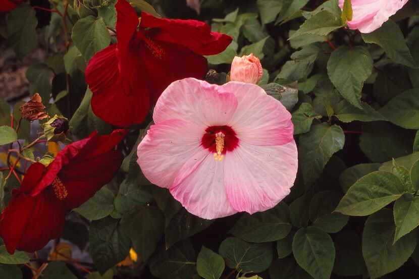 The flowers of hibiscus, althea and okra are all edible.