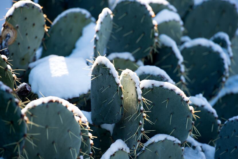 Snow brought by a winter storm blanketed a cactus plant at Ross Avenue and Central...