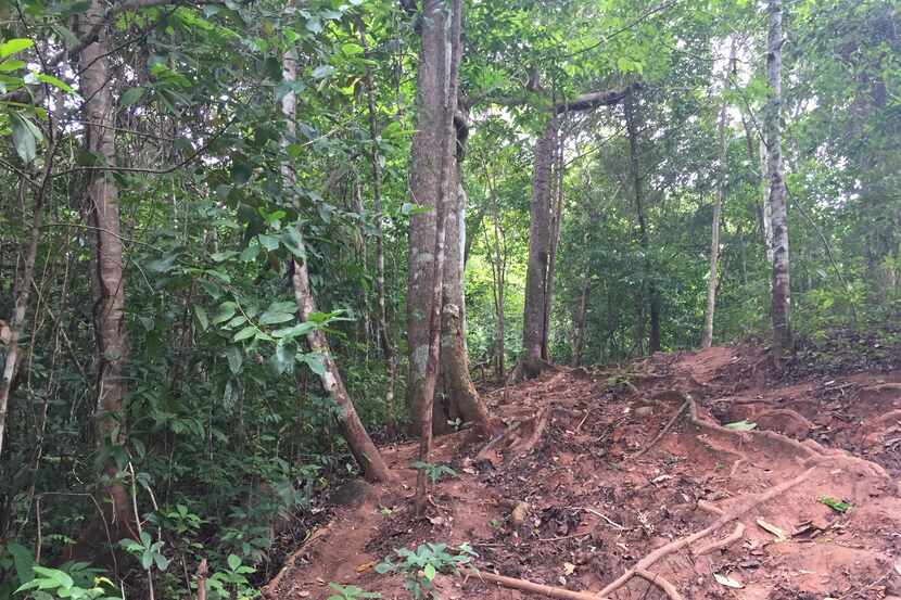 Some migrants reach Panama City by hiking through the Darien jungle, a treacherous part of a...